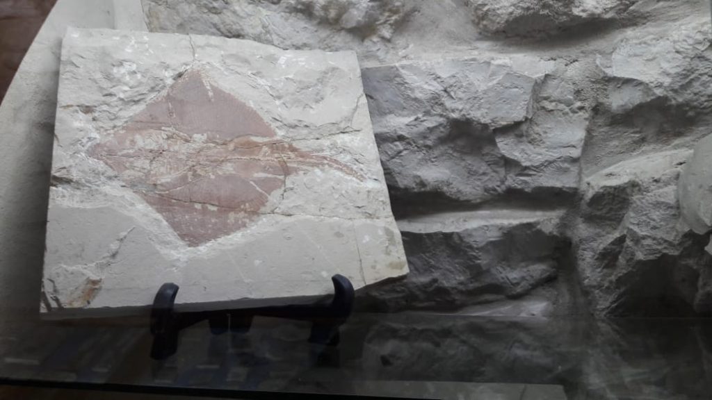 معرض حاقل – متحف الأحفوريات اللبنانية